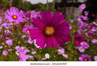 Cosmos flowers in full bloom - Powered by Shutterstock