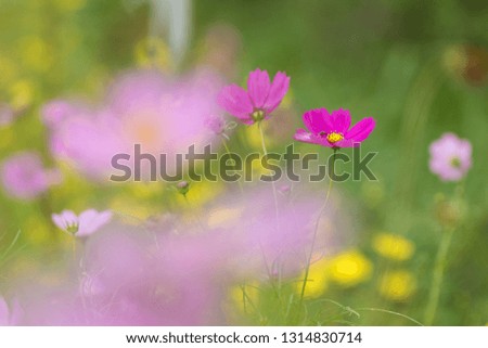 Similar – Image, Stock Photo Flower mixture II Nature