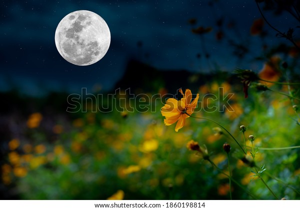 Cosmos\
flowers garden in the night with full\
moon.