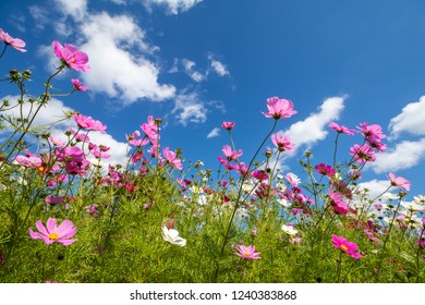 Cosmos Flowers Japan Stock Photo 1240383868 | Shutterstock