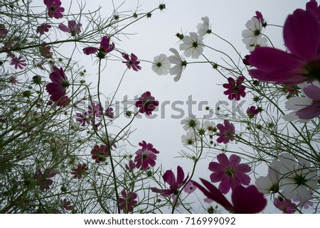 Similar – Image, Stock Photo Flower store (7) anemone