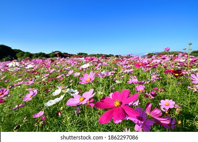 Cosmos Flowers Most Favorite Planted Taiwan Stock Photo 1862297086 ...