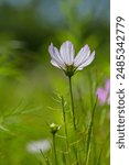 Cosmos flowers on a clear day in Tancheon, Seongnam-si