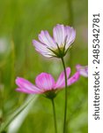 Cosmos flowers on a clear day in Tancheon, Seongnam-si