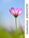 Cosmos flowers on a clear day in Tancheon, Seongnam-si