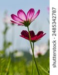 Cosmos flowers on a clear day in Tancheon, Seongnam-si