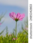 Cosmos flowers on a clear day in Tancheon, Seongnam-si