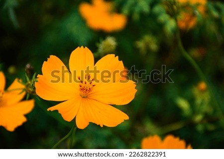 Cosmos flowers, orange cosmos flowers at Suan Luang Rama IX, Bangkok, Thailand