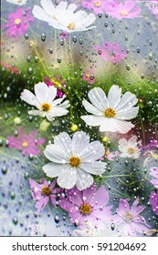 Cosmos flowers and rain
