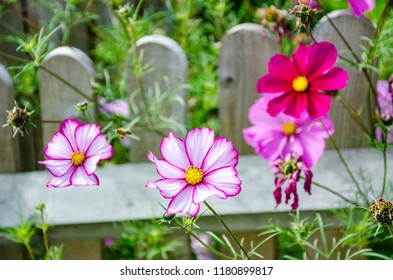 Candy Stripe Cosmos Images Stock Photos Vectors Shutterstock