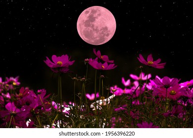 Cosmos flowers silhouette with full moon in the night.