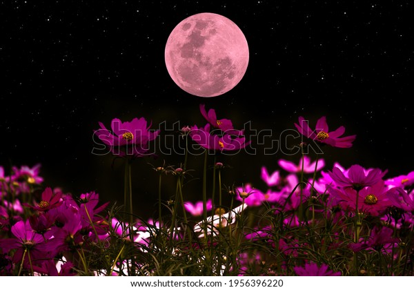 Cosmos\
flowers silhouette with full moon in the\
night.