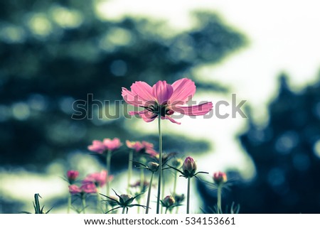 Similar – Image, Stock Photo Cosmea blossoms in late evening light, vintage mood, flowers