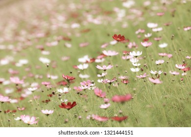 Cosmos Flowers Sunset Stock Photo 65758843 | Shutterstock