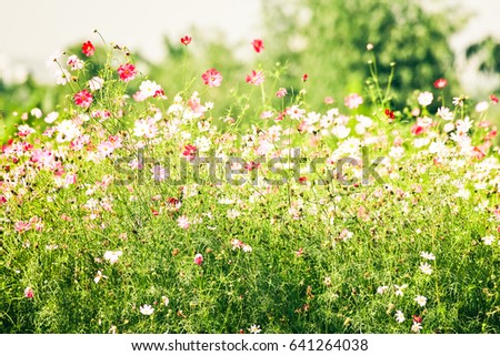 cosmos flowr