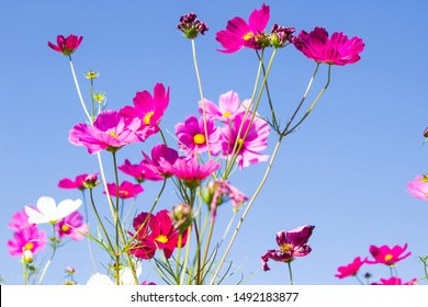 A Lot Of Cosmos Is In Full Bloom.