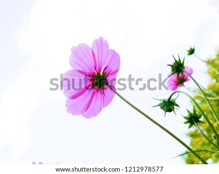 Similar – Image, Stock Photo flowery airfield Runway