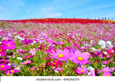 Cosmos In Hitachi Seaside Park