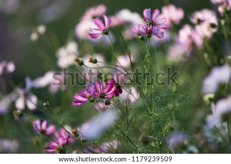 Similar – Image, Stock Photo Flower mixture II Nature