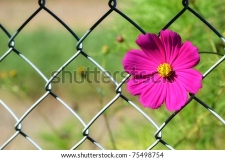 Similar – Astern Sommer Garten Natur