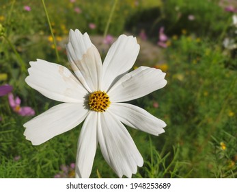 Cosmos Purity Is Blessing Of Allah