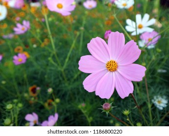 Cosmos Sonata Pink. Cosmos bipinnatus, commonly called the garden cosmos or Mexican aster, is a medium-sized flowering herbaceous plant native to Mexico.