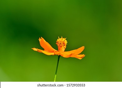 Imagenes Fotos De Stock Y Vectores Sobre Macro Kosmos Shutterstock