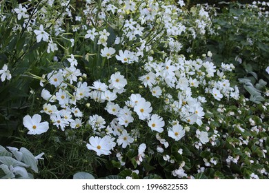 Cosmos Summer Flower With Ornate Leaves On An Upright, Strong Stem. Rosenskäran's Large Daisy-like Flowers Are Red, Pink Or White. The Rose Bush Fits In A Pot And In Flower Bed