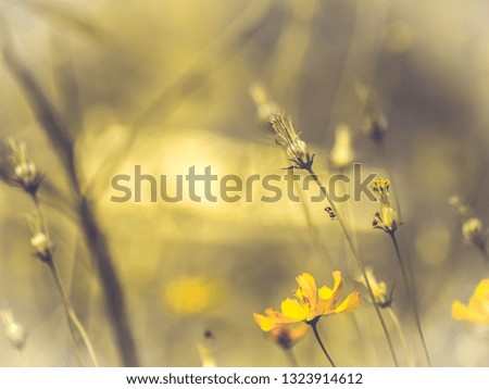 Similar – Image, Stock Photo Meadow in the morning light