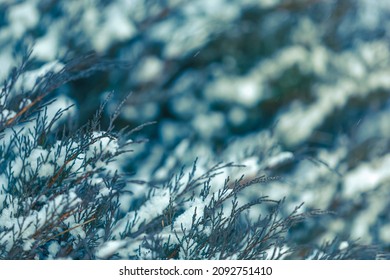 Cossack juniper (or Juniperus sabina) is covered with snow. Filming at dusk. Rare snowflakes are flying. Narrow focus, close-up. - Shutterstock ID 2092751410