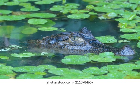 Costa Rica - Macro Of Specacled Caiman Head Between Aquatic Plants In A Canal Of Tortuguero National Park In Limón Province On Caribbean Coast