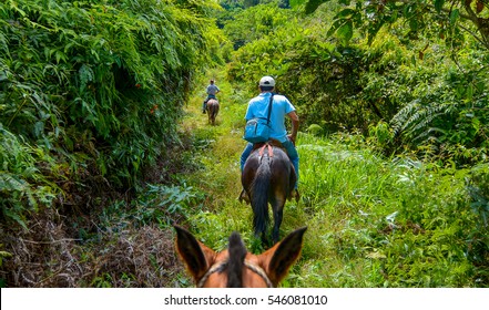 Costa Rica Natural, Jungle And Forest. Mule And Horse Riding.