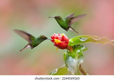 Costa Rica nature, Coppery-headed Emerald, Elvira cupreiceps, beautiful hummingbird from La Paz Cordillera de Talamanca, Costa Rica. Scene in tropical forest, animal in nature habitat.