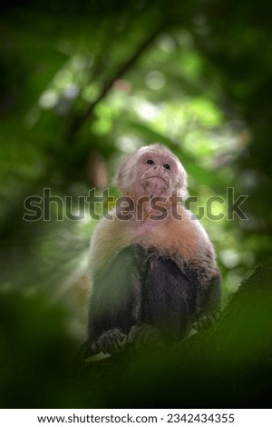 Costa Rica nature. White-headed Capuchin, black monkey sitting and shake one's fist on tree branch in the dark tropical forest. Wildlife of Costa Rica. Travel in Central America. Open muzzle with toot