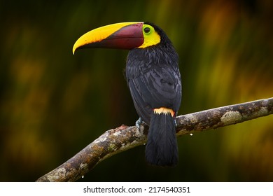 Costa Rica nature. Widlife, bird in forest. Chesnut-mandibled Toucan sitting on the branch in tropical rain with green jungle in background. Swainson's toucan, Ramphastos ambiguus swainsonii.