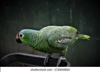 Costa Rica Parrot, Animal Rescue Center