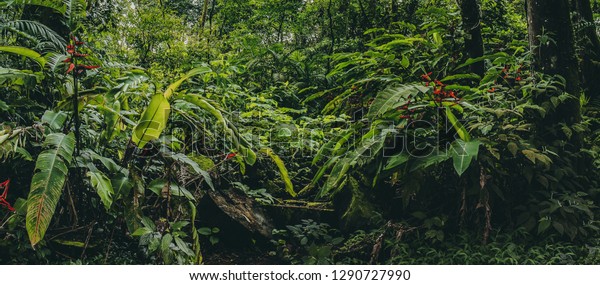 Costa Rica Rainforest Panorama Flowers Plants Stock Photo 1290727990