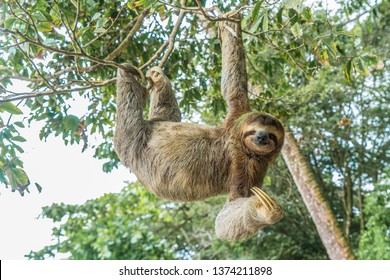 costa rica sloth
