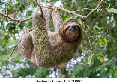 Costa Rica Sloth
