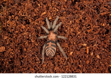 Costa Rica Tiger Rump Tarantula Walking On Soil