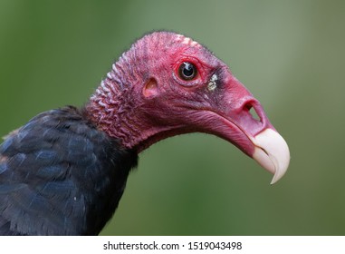 Costa Rica - Turkey vulture (Cathartes aura) - Shutterstock ID 1519043498