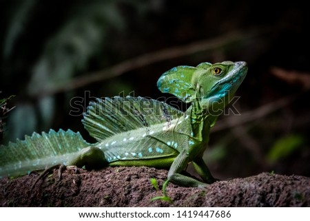 Costa Rica wildlife: male plumed basilisk (Basiliscus plumifrons), also called the green basilisk, the double crested basilisk, or the Jesus Christ lizard at Tortuguero National park, Costa Rica.