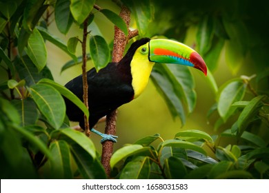 Costa Rica wildlife. Toucan sitting on the branch in the forest, green vegetation. Nature travel holiday in central America. Keel-billed Toucan, Ramphastos sulfuratus. Wildlife from Costa Rica. - Shutterstock ID 1658031583