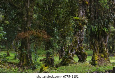 Costa Rican Cloud forest in Barva - Shutterstock ID 677541151