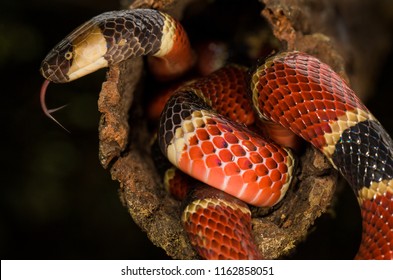 A Costa Rican Coral Snake