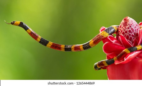Costa Rican coral snake common snake distributed from the east and southeastern Caribbean in Nicaragua to Caribbean in Panama. In Costa Rica it is found in tropical and subtropical rainforests