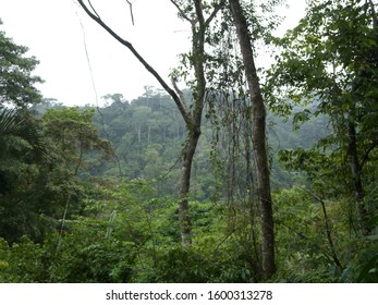 Costa Rican Jungle On Osa Peninsula