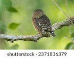 The Costa Rican pygmy owl (Glaucidium costaricanum) is a small "typical owl" in subfamily Surniinae. It is found in Costa Rica and Panama.