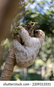 Costa Rican Sloth Hanging Relaxed From A Tree Branch While Playing, Eating, Yawning And Trying To Catch The Camera With Its Claws