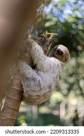 Costa Rican Sloth Hanging Relaxed From A Tree Branch While Playing, Eating, Yawning And Trying To Catch The Camera With Its Claws